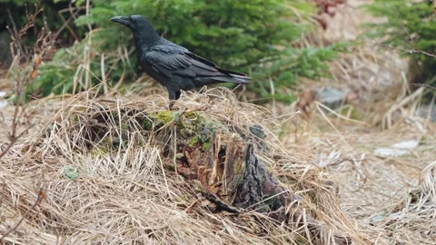Black Ravens Stock Footage 277915508