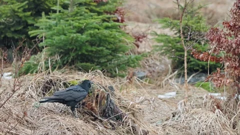 Black Ravens Stock Footage 277915517