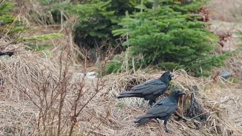 Black Ravens Stock Footage 277915778