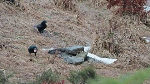 Black Ravens Stock Footage 277915979