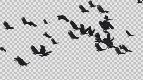 Black Ravens - Large Flock - Flying Transition - I - Alpha Channel 動画素材 68317247