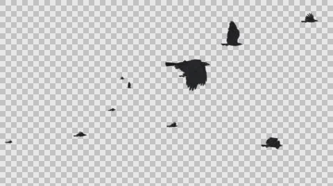 Black Ravens - Large Flock - Passing Loop - I - Alpha Channel Stock Footage 68316969