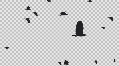 Black Ravens - Large Flock - Passing Loop - II - Alpha Channel 動画素材 68317186