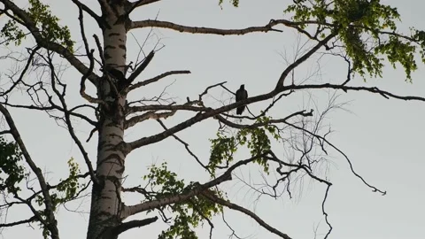 Black ravens sitting on tree. Crows sitting on branches of a tree Stock Footage 157526355