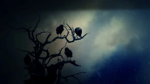 Black Ravens Standing on a Dead Tree in a Middle of a Storm Stock Footage 72596293