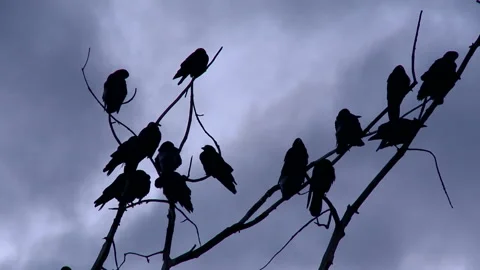 Black Ravens Standing on a Dead Tree on a Cloudy Day Stock Footage 97275724