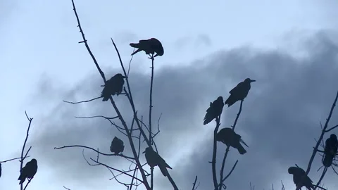 Black Ravens Standing on a Dead Tree on a Cloudy Day Stock-Footage 97276067