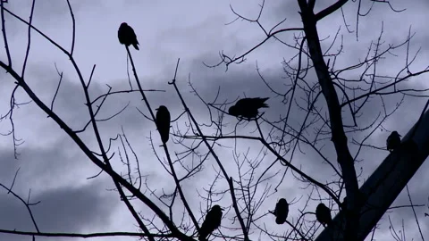 Black Ravens Standing on a Dead Tree on a Cloudy Day Stock-Footage 97276249