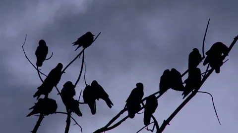 Black Ravens Standing on a Dead Tree on a Cloudy Day Stock-Footage 97276508