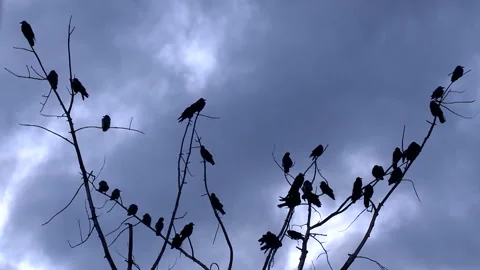 Black Ravens Standing on a Dead Tree on a Cloudy Day Stock-Footage 97276780