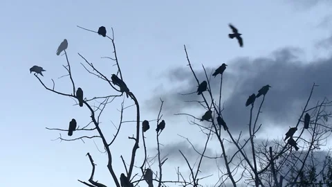 Black Ravens Standing on a Dead Tree on a Cloudy Day Stock-Footage 97277188