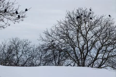 Black ravens on tree branches without leaves during winter Stock Photos
