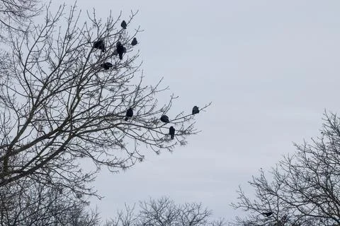 Black ravens on tree branches without leaves during winter Stock Photos