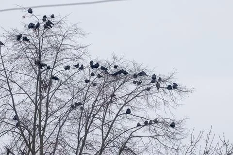 Black ravens on tree branches without leaves during winter Stock Photos