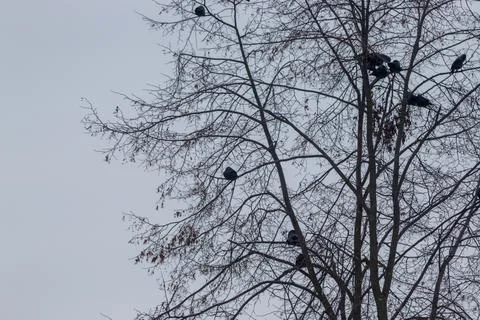 Black ravens on tree branches without leaves during winter Foto stock