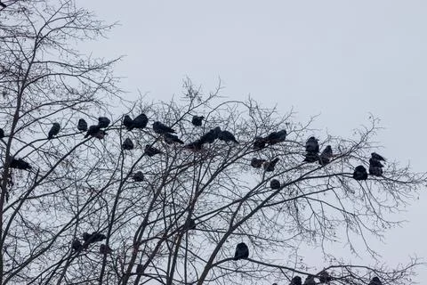 Black ravens on tree branches without leaves during winter Stock Photos