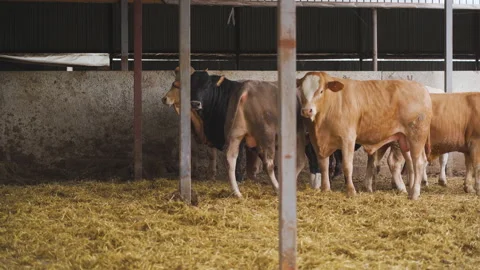 Black, red and white cows on a farm in a stable. 库存影片 179082738
