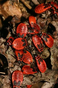 Black red bug(Pyrrhocoris apterus) Cimice rosso nera Stock Photos