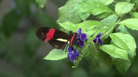 Black &amp; Red Butterfly Stock Footage 41535362