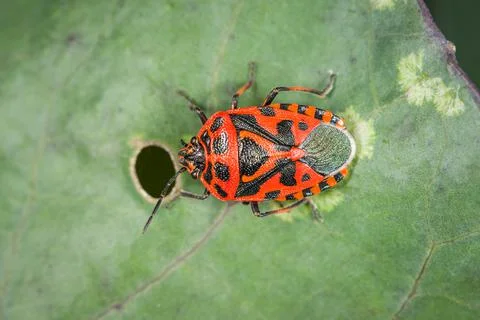 A black red cabbage bug sitting on a leaf Stock Photos