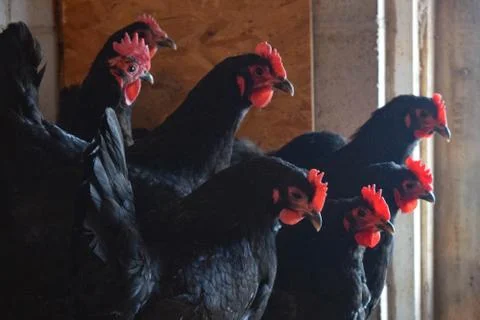 Black an Red Chickens Stock Photos