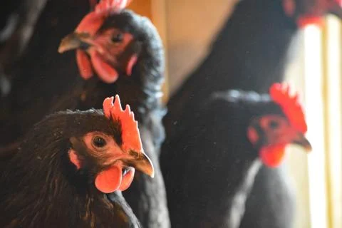 Black an Red Chickens Stock Photos
