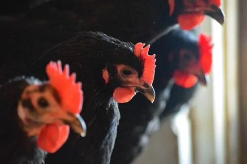 Black an Red Chickens Stock Photos