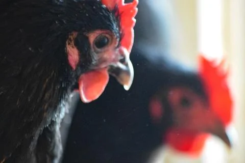 Black an Red Chickens Stock Photos