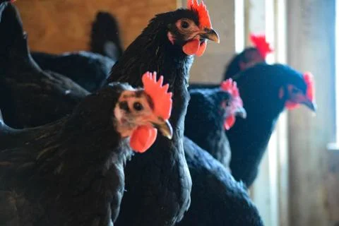 Black an Red Chickens Stock Photos