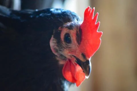 Black an Red Chickens Stock Photos