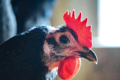 Black an Red Chickens Stock Photos