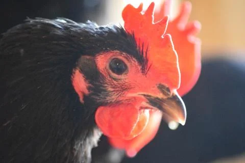 Black an Red Chickens Stock Photos
