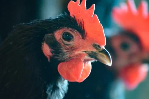 Black an Red Chickens Foto stock