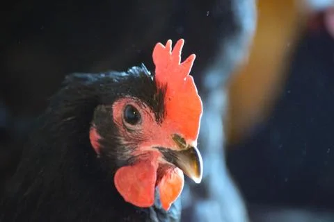 Black an Red Chickens Stock Photos