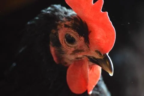Black an Red Chickens Foto stock