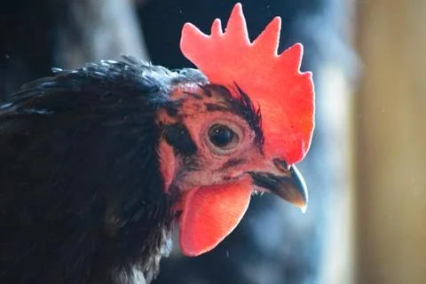 Black an Red Chickens Stock Photos