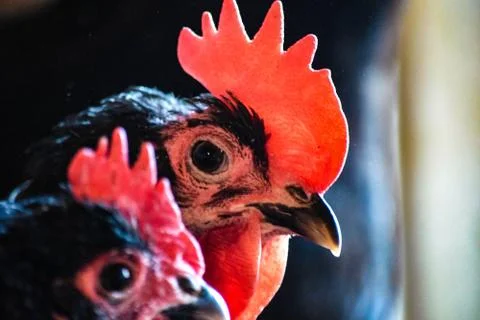 Black an Red Chickens Stock Photos