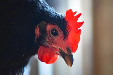 Black an Red Chickens Stock Photos