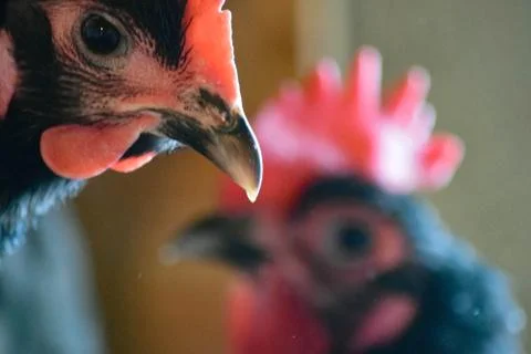 Black an Red Chickens Stock Photos