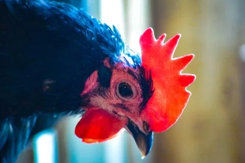 Black an Red Chickens Stock Photos