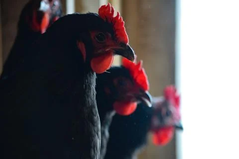 Black an Red Chickens Stock Photos