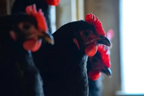 Black an Red Chickens Stock Photos