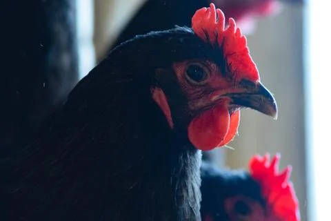 Black an Red Chickens Stock Photos