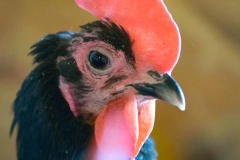 Black an Red Chickens Stock Photos