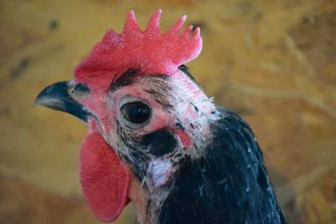 Black an Red Chickens Stock Photos