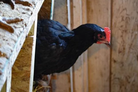 Black an Red Chickens Stock Photos