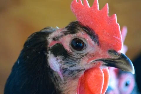 Black an Red Chickens Stock Photos