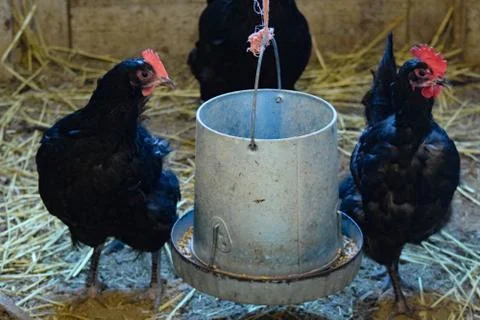 Black an Red Chickens Stock Photos