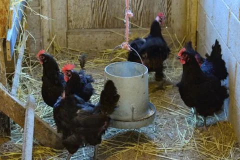 Black an Red Chickens Stock Photos