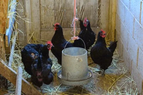Black an Red Chickens Stock Photos